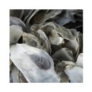 Japanische Austernschalen 2x 5 kg im Filter Teich...