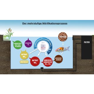 AQUA-5 DRY - Hochkonzentrierte Filterbakterien / Teichbakterien für Koi Schwimmteich Aquarium - 70 g / 140 g / 280 g