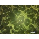 ECO Pondchip 30 mm Filtermedium inkl. Filtersack für Koi Teich Filter als Ansiedlungsfläche 28 Liter = 156 m²