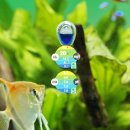 JBL PROAQUATEST CO2  pH Permanent - Dauertest Säure-/ Kohlendioxid Süßwasseraquarien Wasseranalyse (2413800)