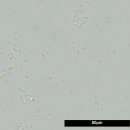JBL FilterStart - Bakterien - Inhalt: 10 ml (2518200)