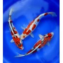 flexBEAM Koi Edition - LED-Strahler - Leistung: 40 Watt